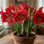 Beautiful Amaryllis: How to Grow, Care For & Rebloom Stunning Amaryllis Flowers